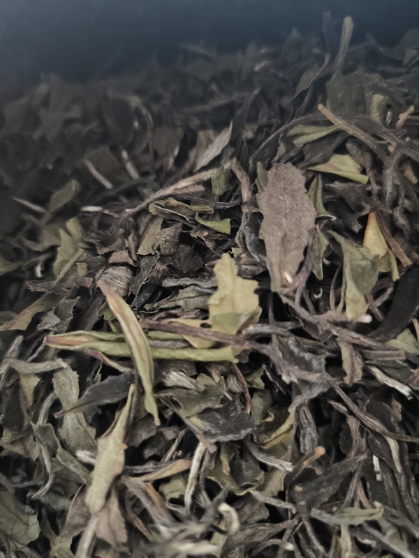 Thé blanc zhenghe Fujian 2021- 白茶 théière 